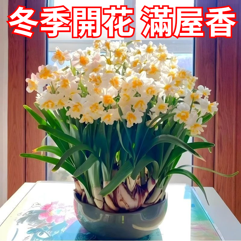 【比香水還香,盛開在冬天,新手也能輕鬆養爆花,种一次年年有花看】重辦洋水仙,耐寒易養,不挑環境,水培土培都可以,現在種下,過年就開花,滿屋飄香,清新怡人! 【比香水還香,盛開在冬天,新手也能輕鬆養爆花,种一次年年有花看】重辦洋水仙,耐寒易養,不挑環境,水培土培都可以,現在種下,過年就開花,滿屋飄香,清新怡人!